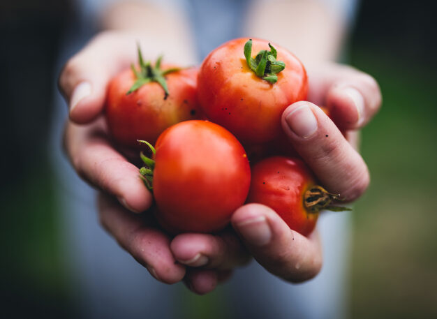 A person holds four ripe, red tomatoes in their cupped hands, with a blurred outdoor background.