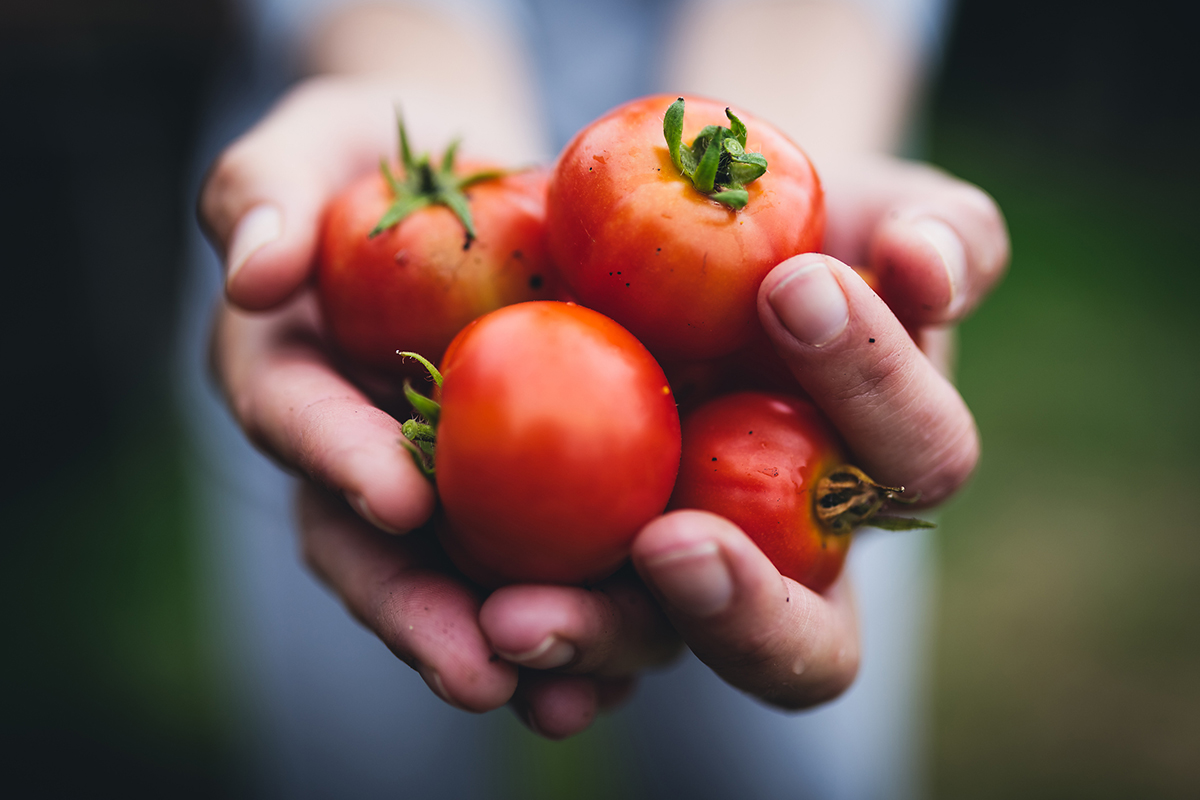 A person holds four ripe, red tomatoes in their cupped hands, with a blurred outdoor background.