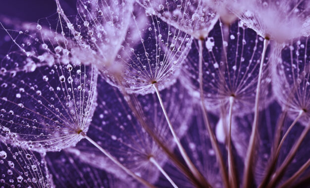 Close-up of dandelion seed heads covered in sparkling water droplets, with fine filaments radiating outward, shown in vibrant pink and purple tones.