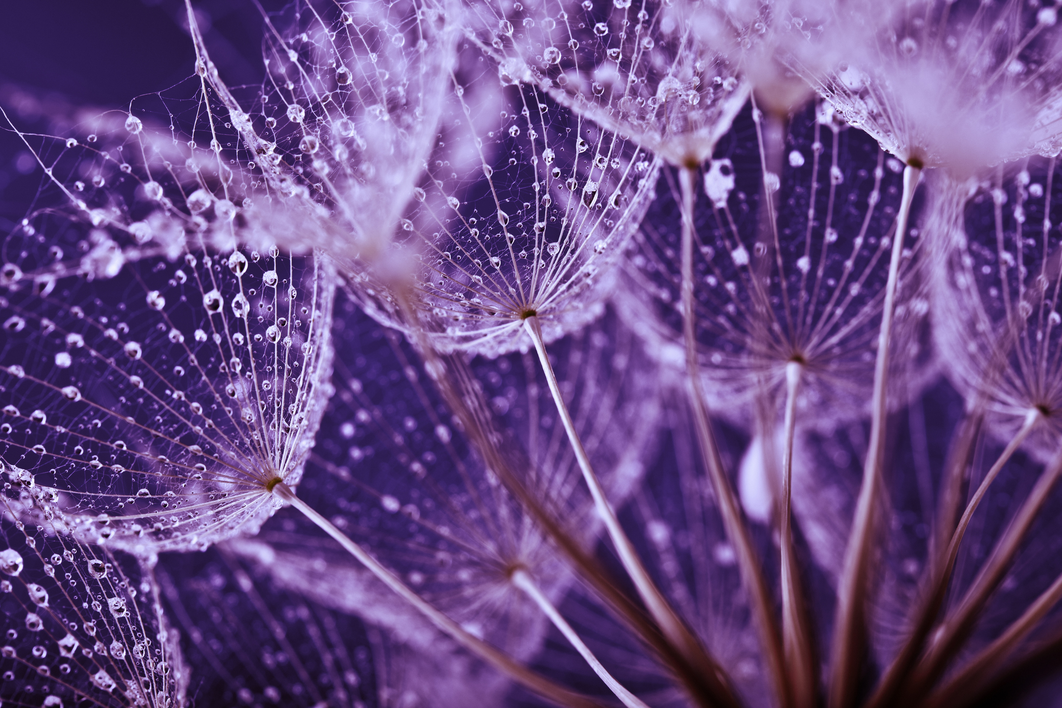 Close-up of dandelion seed heads covered in sparkling water droplets, with fine filaments radiating outward, shown in vibrant pink and purple tones.
