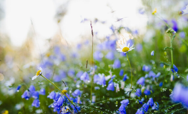 Close-up of a meadow with bluebell flowers and a few white daisies, covered in morning dew, bathed in soft sunlight with a blurred, dreamy background.