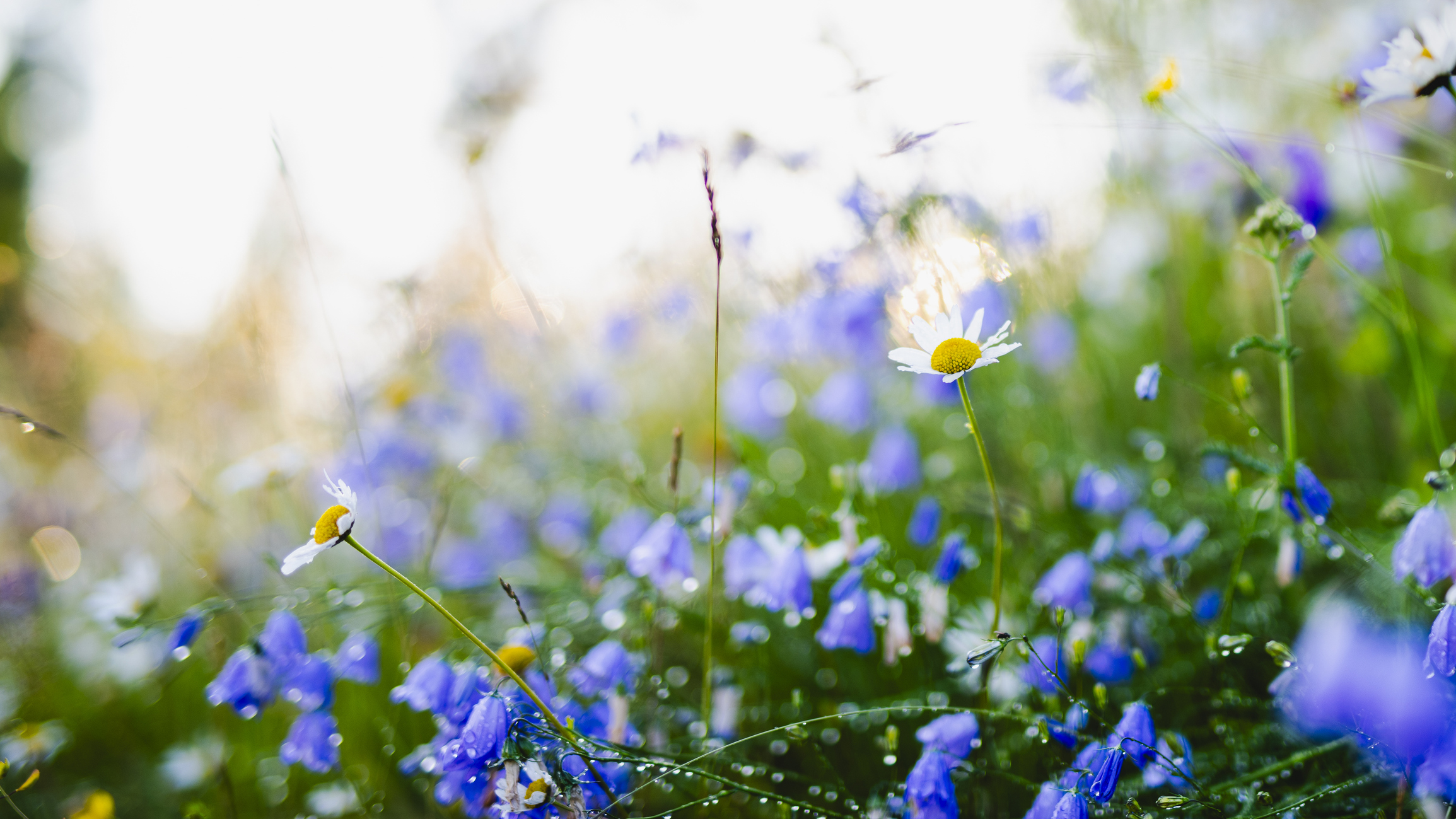 Close-up of a meadow with bluebell flowers and a few white daisies, covered in morning dew, bathed in soft sunlight with a blurred, dreamy background.