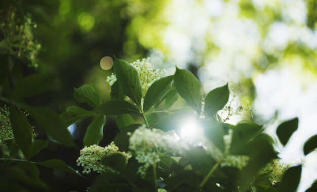 Sunlight filters through green leaves and small white flowers, creating a bright, soft, and blurred natural background in a lush outdoor setting.