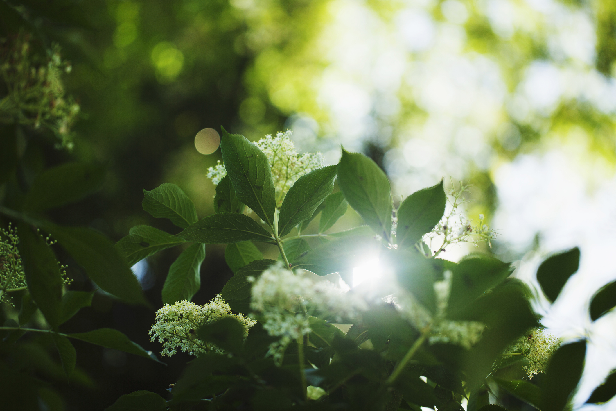 Sunlight filters through green leaves and small white flowers, creating a bright, soft, and blurred natural background in a lush outdoor setting.